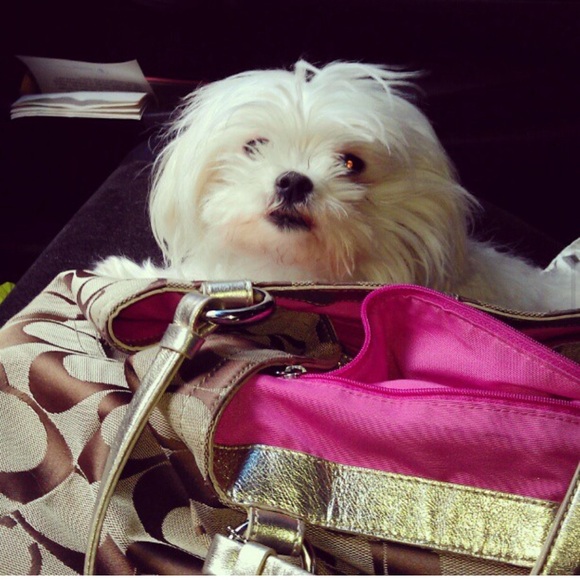 Meet your Posher, Elizabeth 🎀 & Daisy-Mae the Maltese 🐾 - Picture 3 of 5